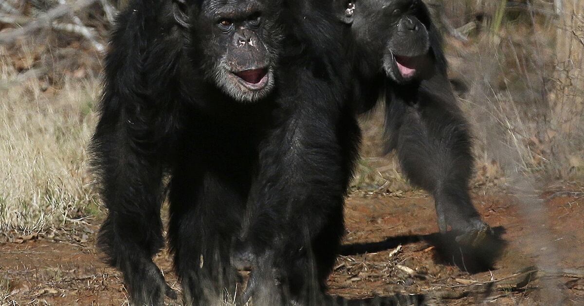 Get a load of this: Humans and great apes share similar giggles