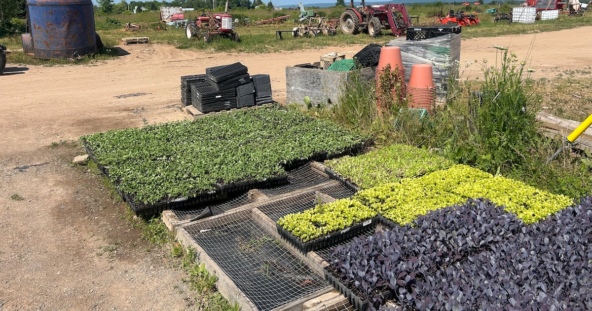 What this bone-dry July is actually doing to Nova Scotia farms