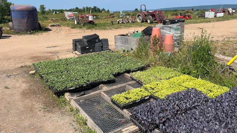 What this bone-dry July is actually doing to Nova Scotia farms