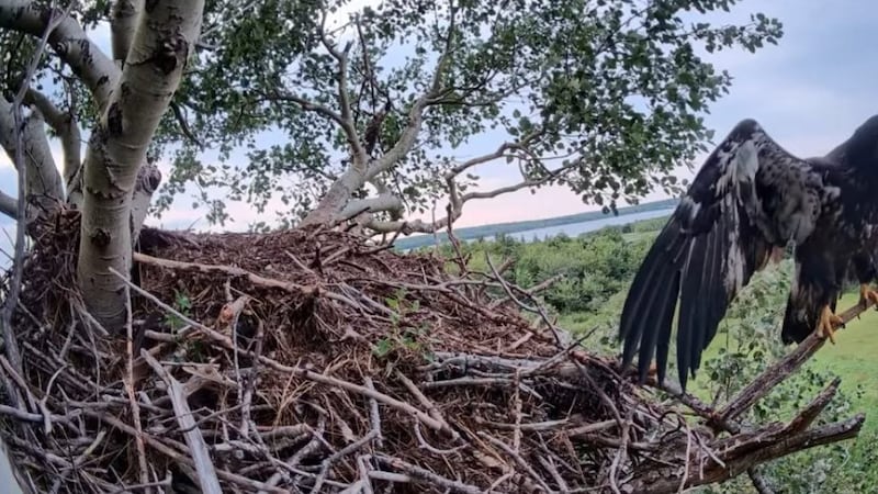 Spreading her wings: Beloved Cape Breton bald eagle takes first flight