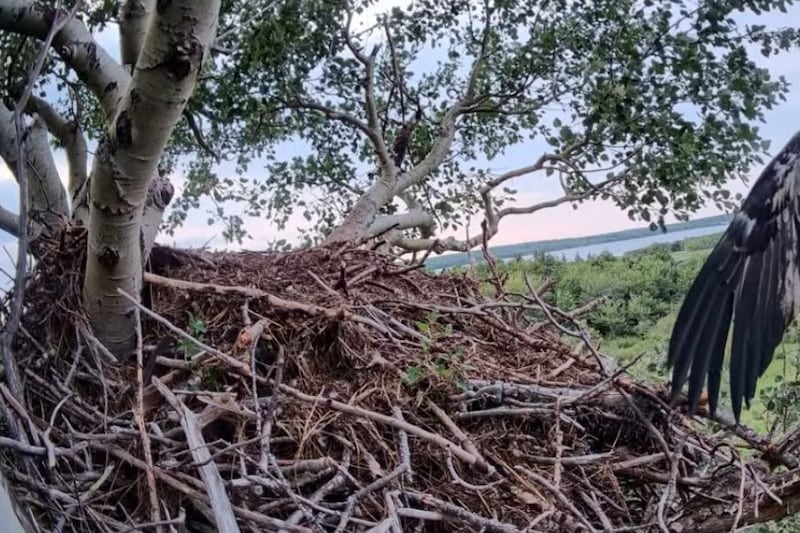 Spreading her wings: Beloved Cape Breton bald eagle takes first flight