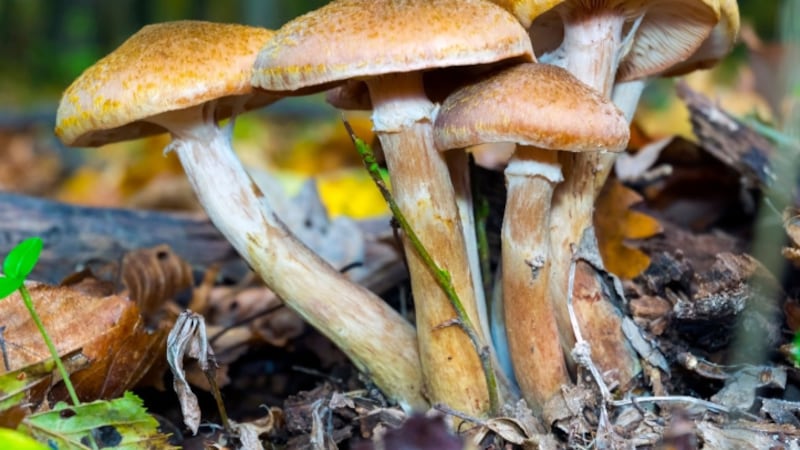 Steamy summer drives a shroom boom, offering sights and tastes for local fungi lovers