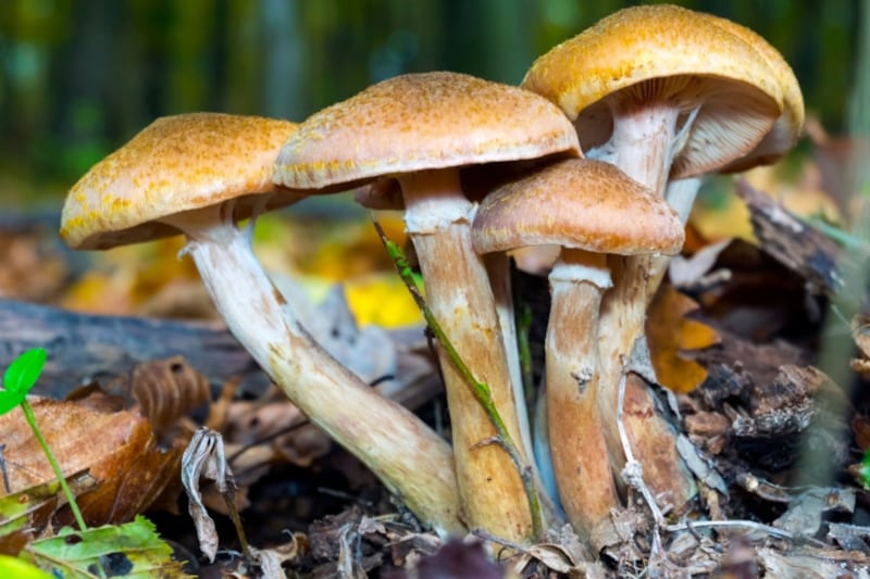 Steamy summer drives a shroom boom, offering sights and tastes for local fungi lovers