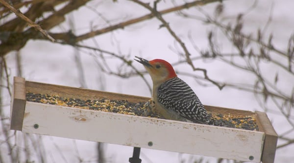 ‘You never know what you’ll find’: P.E.I. team takes on Christmas Bird Count
