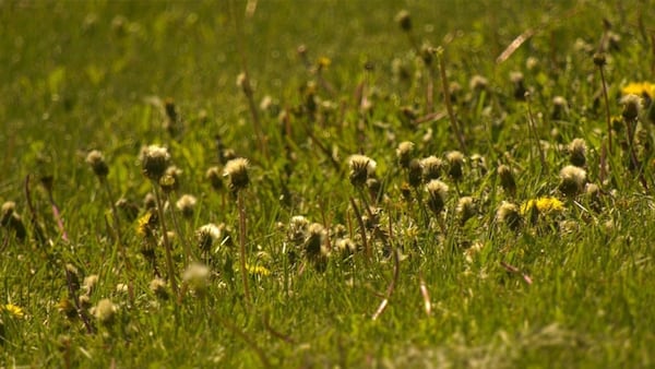 City ramps up volunteer weed pulling events this spring, summer