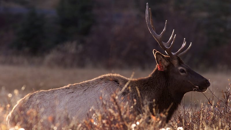 Motorcyclist dead after reported elk crash in B.C.’s Kootenays