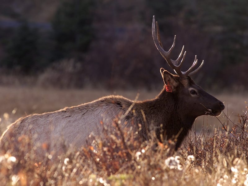 Collision with elk leaves B.C. motorcyclist dead, police say