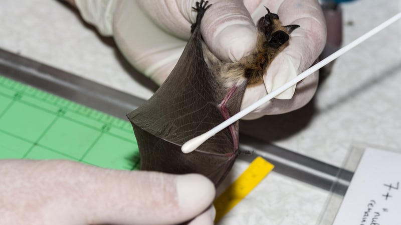 B.C. bats ‘do not know the border’ — and Trump funding cuts may put them in peril