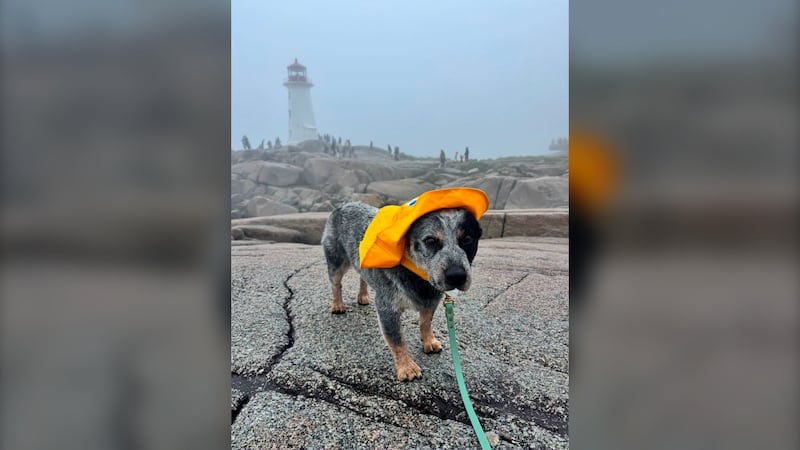Social media star ‘Monty the Cuddle Dog’ visits the Maritimes