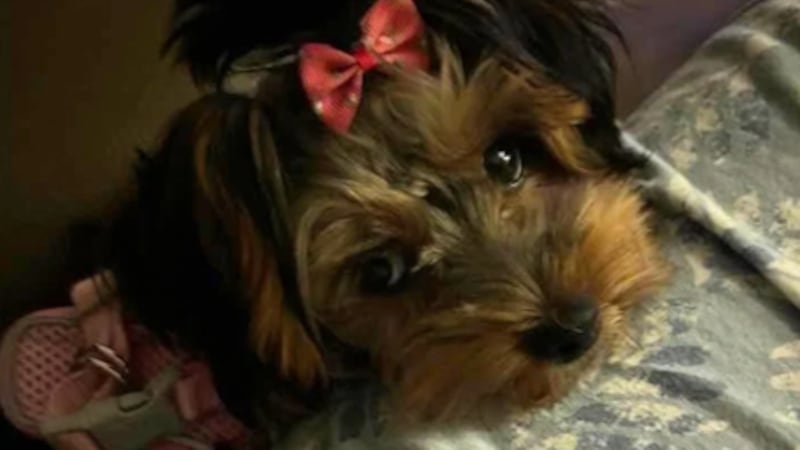 'She’s gone': Ontario woman grieving loss of 2-year-old Yorkie killed in dog attack inside her home
