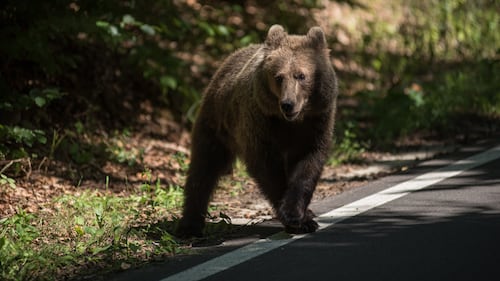 Deadly bear attacks are rattling Russian Siberia. Why now?
