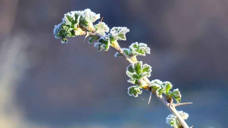 Nova Scotia rings in June with frost advisories