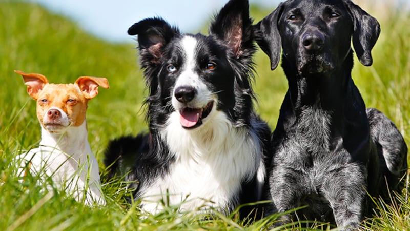Dog registration enforcement begins in Leamington