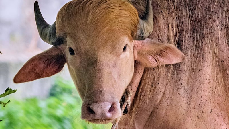Rare albino buffalo named after Donald Trump for its golden locks draws crowds at Bangladesh zoo