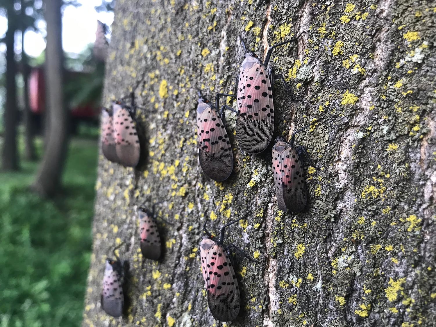 Ontario hit hardest by invasive species in Canada. Here's what experts ...