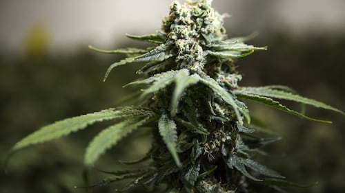 Provincial investigators seize $8 million worth of cannabis from 4 B.C. warehouses