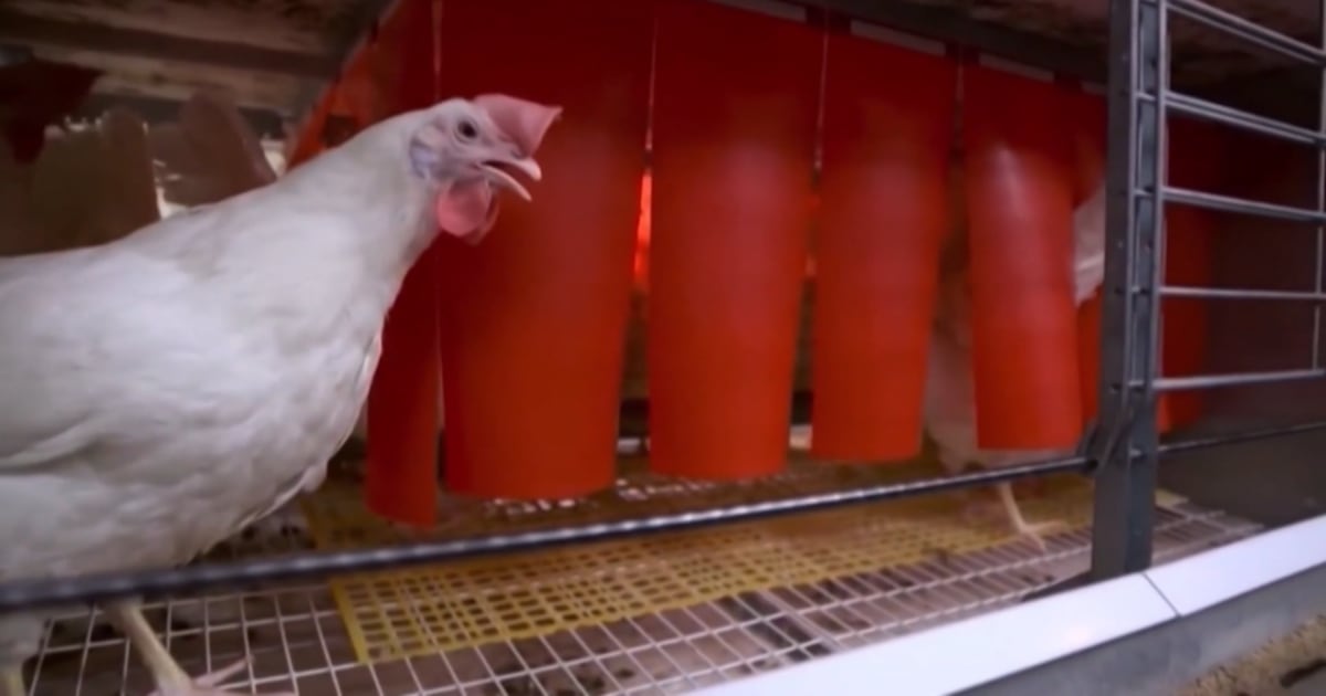New $100M poultry facility in Woodstock set to create 100 jobs, strengthen Oxford County's food sector
