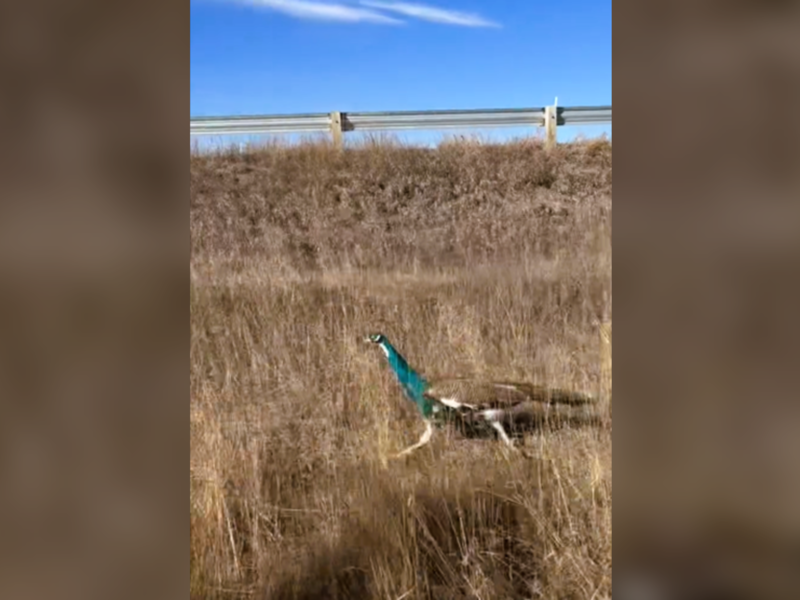 Caught on camera: Wild peacock sighting in southern Alberta causes confusion