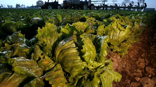 Lettuce samples at Taylor Farms negative for cyclospora, Mexican authorities say