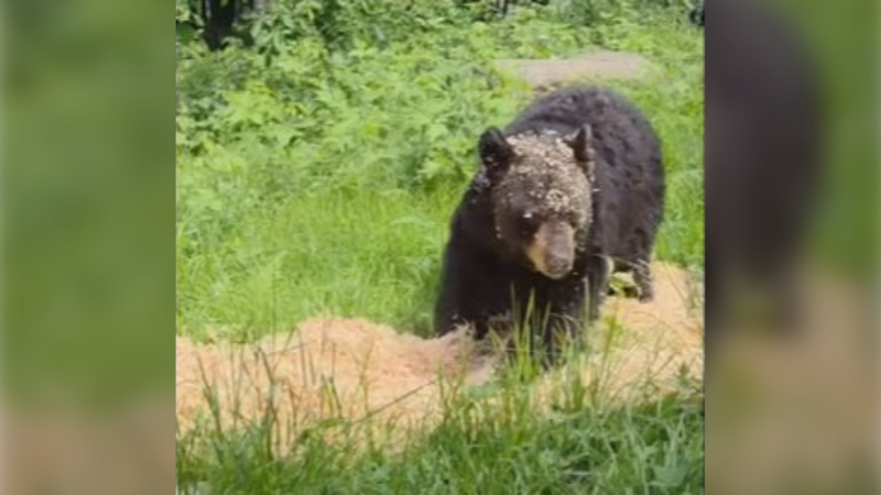 Watch: Bear at Aspen Valley enjoys pile of pine shavings
