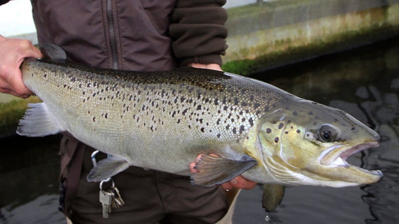 New Brunswick, federal government plan over $375K on upgrades for Charlo salmon hatchery