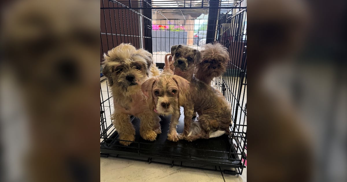 ‘Absolutely horrible': Ontario rescues care for 25 dogs dumped in fields across the province