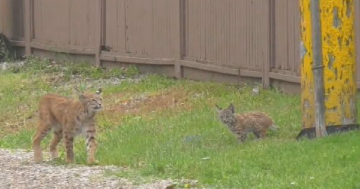 Bobcat In Calgary Another bobcat attack in southeast Calgary community of Parkland