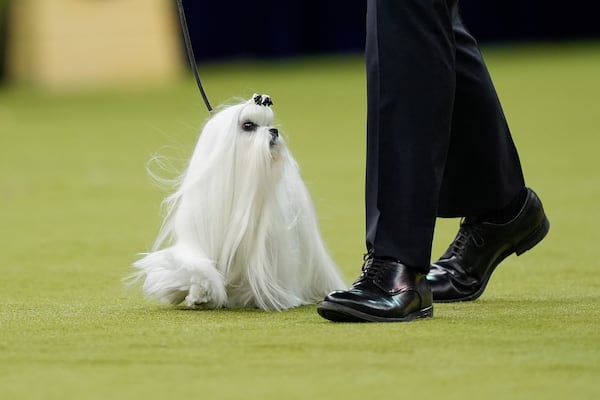 These are the top dogs at the Westminster Kennel Club Dog Show