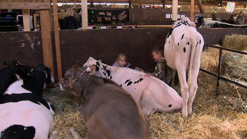 Cows are pictured in a barn.