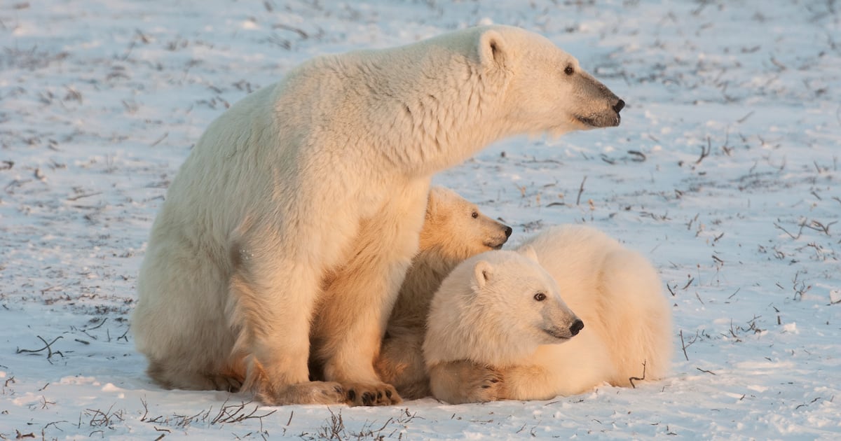 Photo: ctvnews.ca A polar bear family, one adult and two cubs in the wild, on a snowfield at sunset