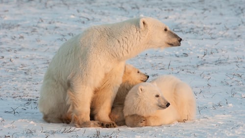 Never wake a sleeping bear -- or pay a hefty fine in the Arctic