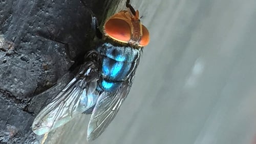 New World screwworm fly has reached south Texas, USDA confirms