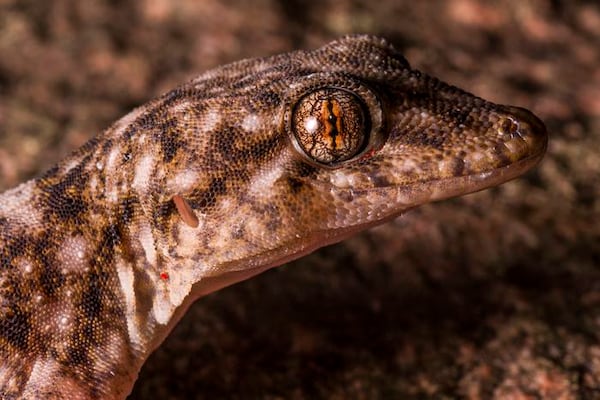 ‘Managed to hide in plain sight’: New gecko species documented in Madagascar
