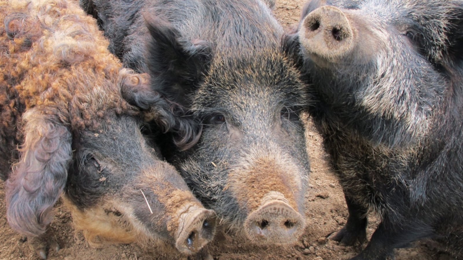 Canadian Hogs U.S. warns of feral hogs approaching country from Canada
