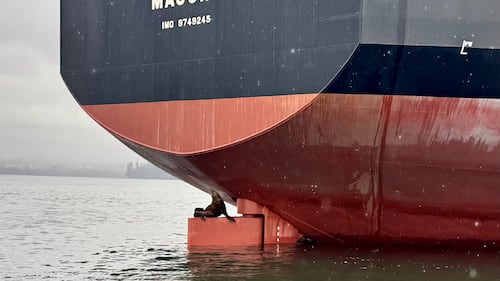 Seal seems to pose for camera while perched on massive vessel