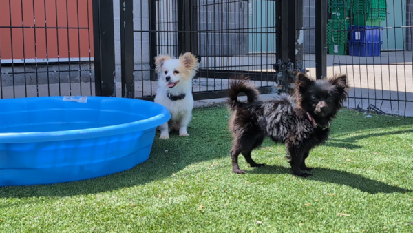 Dogs found abandoned in parking lot over long weekend doing well, Ottawa Humane Society says