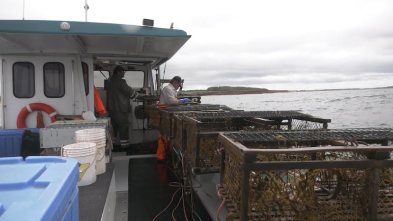 Why some P.E.I. lobster fishers are working harder for less money
