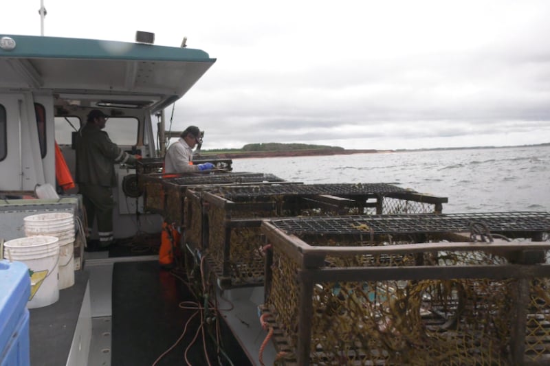 ‘It’s just been really challenging’: Lobster fishers in P.E.I. react to difficult fishing conditions