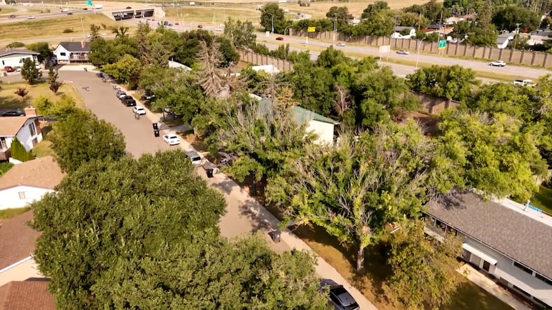 Saskatoon braces for more Dutch elm disease cases