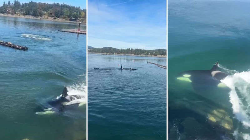 Orcas hunting seals come just feet from shore on Vancouver Island