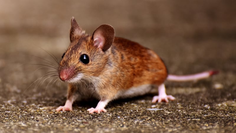 Southeast Calgary Dairy Queen ordered to close over mice infestation