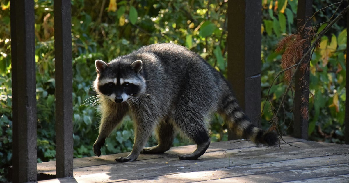 Raccoon study shows some signs of domestication. What does that mean?