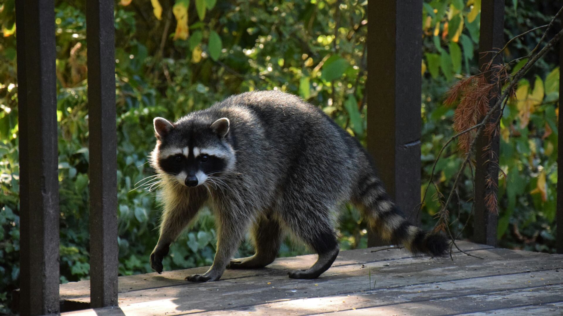 A stock photo of a raccoon. (Unsplash/fr0ggy5)