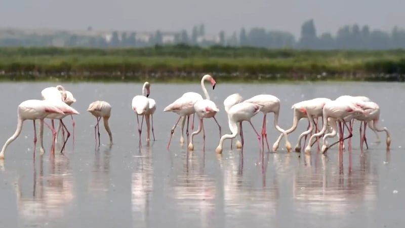 Italian rice farmer beats heat with biodiversity haven