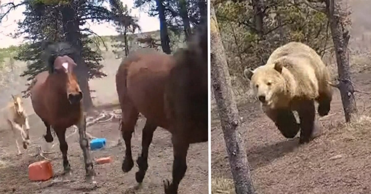 Alberta video shows grizzly bear chasing after herd of wild horses