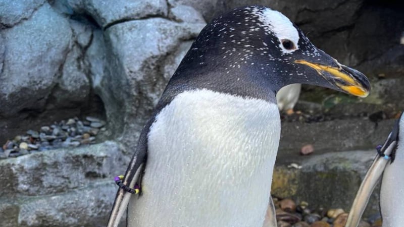 Wilder Institute/Calgary Zoo gentoo penguin Akio euthanized