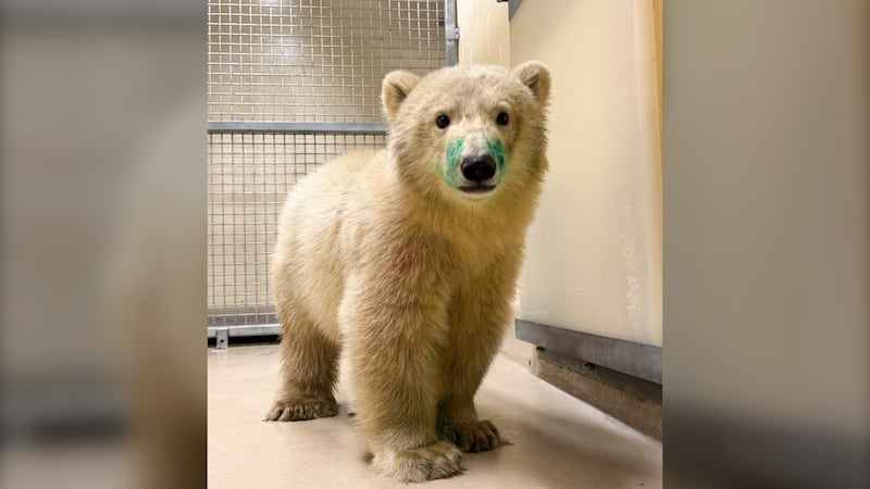 Orphaned polar bear cub arrives in Winnipeg