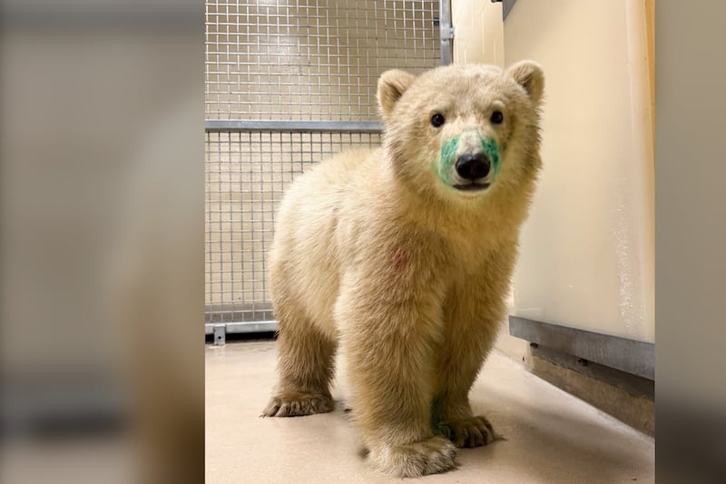 Orphaned polar bear cub arrives in Winnipeg