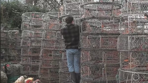 B.C. crab industry shell-shocked amid punishing Chinese tariffs