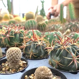 Why Quebec's growing illegal plant trade is a cause for concern